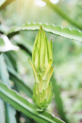 Fototapeta premium Fresh green Dragon fruit tree plant with sunlight in garden. Pitaya Pitahaya plantation in Thailand 