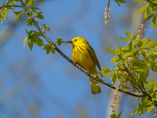 Pretty yellow warbler migrating through Magee Marsh