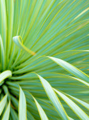 Succulent Yucca plant close-up, thorn and detail on leaves of Narrowleaf Yucca