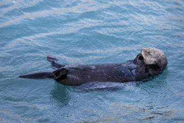 Naklejka premium 海でプカプカ ラッコちゃん Enhydra lutris(Alaska sea otters