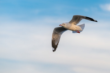 A seagull in flight with the background of blue sky at Bang Pu recreational center, Thailand