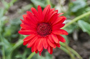 Gerbera, Barberton daisy / Scientific name Gerbera jamesonii hybrid