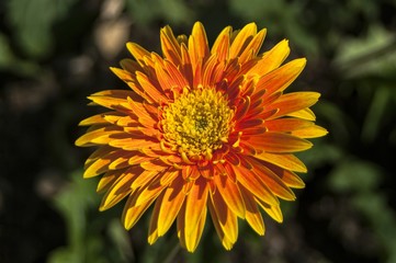 Gerbera, Barberton daisy / Scientific name Gerbera jamesonii hybrid