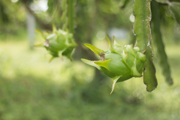 Dragon fruit on plant, Raw Pitaya fruit on tree, A pitaya or pitahaya is the fruit of several...