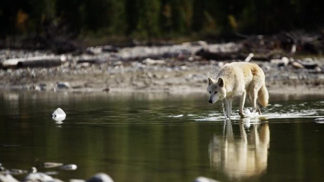 Grey wolf hunting outdoors by woodland river water