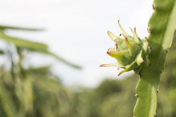 Dragon fruit on plant, Raw Pitaya fruit on tree, A pitaya or pitahaya is the fruit of several...