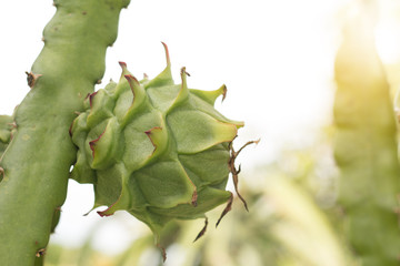Dragon fruit on plant, Raw Pitaya fruit on tree, A pitaya or pitahaya is the fruit of several...