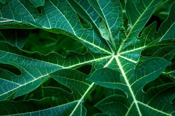 Background of Tropical Leaves soft focused image leaf