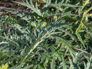 (Cynara scolymus) Artichaut sur pied. Tige dressée et feuilles lobées et pennatifidées d'artichaut.