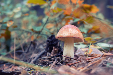 mushroom on the background of orange and green leaves, natural growing conditions
