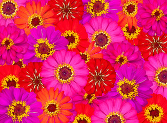 Obraz premium Concept beautiful zinnia flower for showy background.