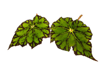 plant leaf isolated on white background