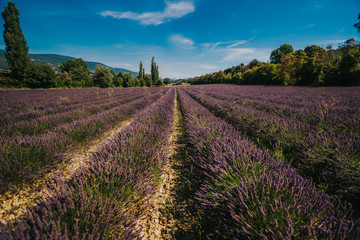Lavender Field in France