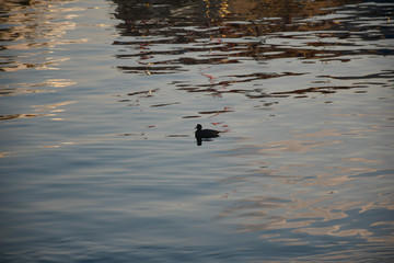 black bird in the sea at sunset
