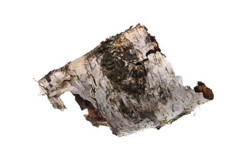 Obraz premium bark isolated on white background