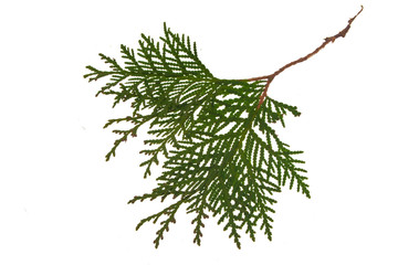 thuja isolated on white background