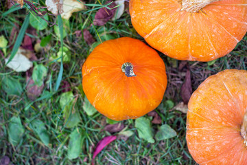 orange pumpkins growing in the vegetable garden