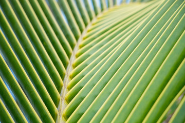 Palm tree leaves close-up