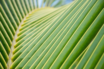 Palm tree leaves close-up