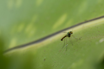 Close up of Long-legged fly