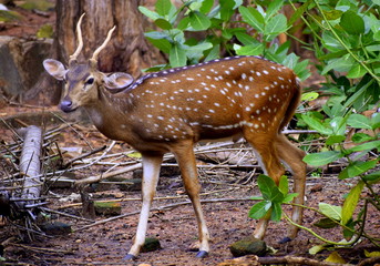 Spotterd Deer
