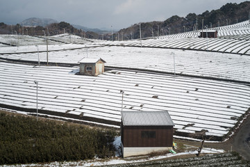 雪解けが始まった茶畑
