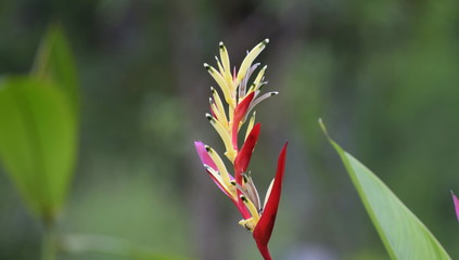 red tropical flower