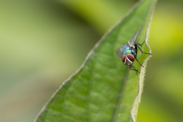 A Fly on a green leaf