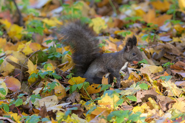 black squirrel with a nut