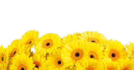 Colorful sunflowers isolated on white