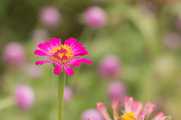 Pink zinnia flower