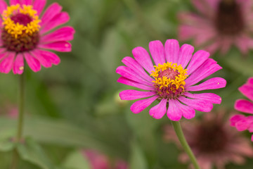 Fototapeta premium Pink zinnia flower