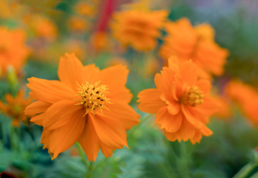 Floral Display