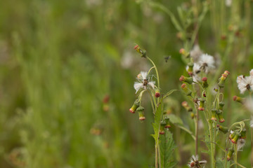 Close up of white meadow flowers in field or grass flower