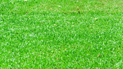 Green grass in the garden as a background