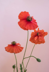 Beautiful red poppies bouquet on pink background