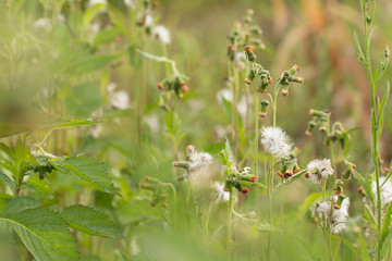 Close up of white meadow flowers in field or grass flower