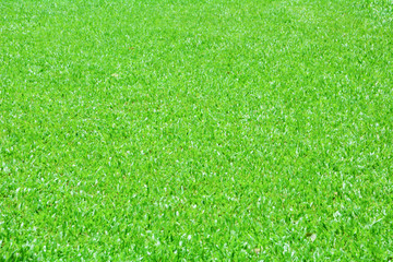 Grass background