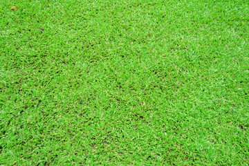 Grass background