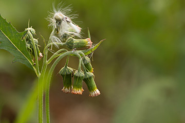 Close up of white meadow flowers in field or grass flower