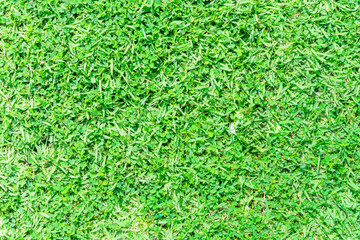 Green grass in the garden as a background