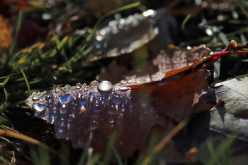 hine of the sun in dew drops on autumn leaves.