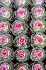 ハボタンの集合