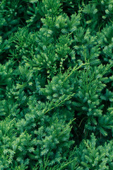 Pine tree, Evergreen juniper background. Christmas and Winter wallpaper