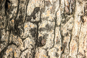EXTURE OF OLD TREE BIRCH CLOSE-UP