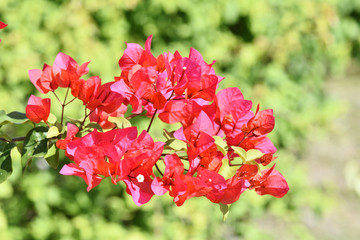 Pink bougainvillea flowers blossom in Taiwan