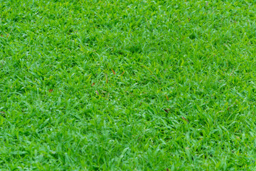Garden grass green full flame as background