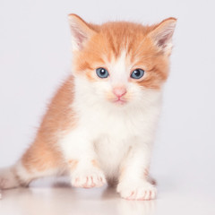 cute kitten in white background