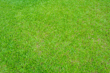 Fototapeta na wymiar Grass green background in the garden