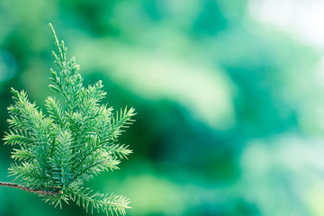 Pine tree, Evergreen juniper background. Christmas and Winter wallpaper